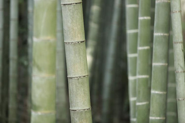 Bamboo Micro Rib Collection