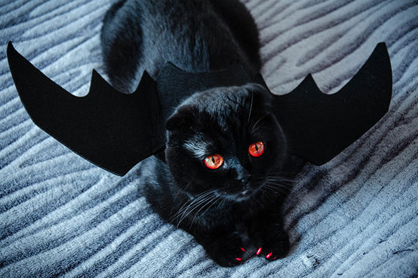 Which Halloween Cat Are You?